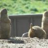 Prairie Dog