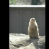 Prairie Dog