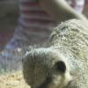 Meerkat