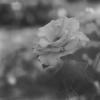 scan0017