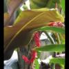 2009-05-17 - Lincoln Park Conservatory