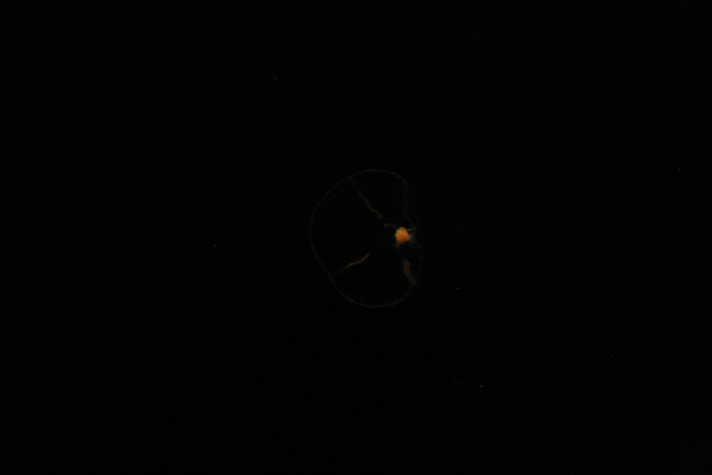 IMG_4579