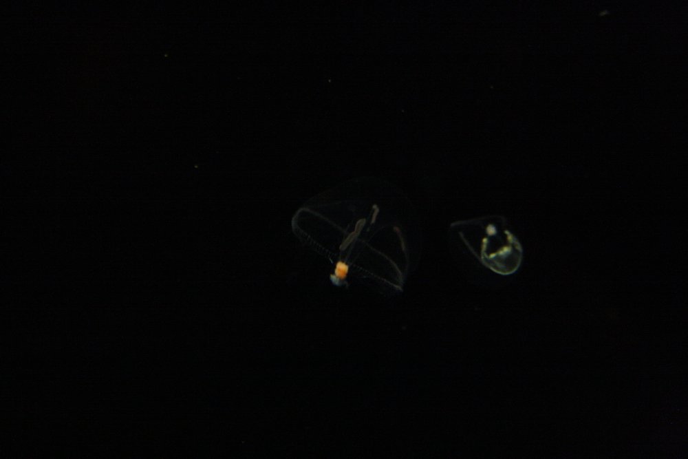 IMG_4587