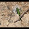 2017-07-29 - Rock Cut SP