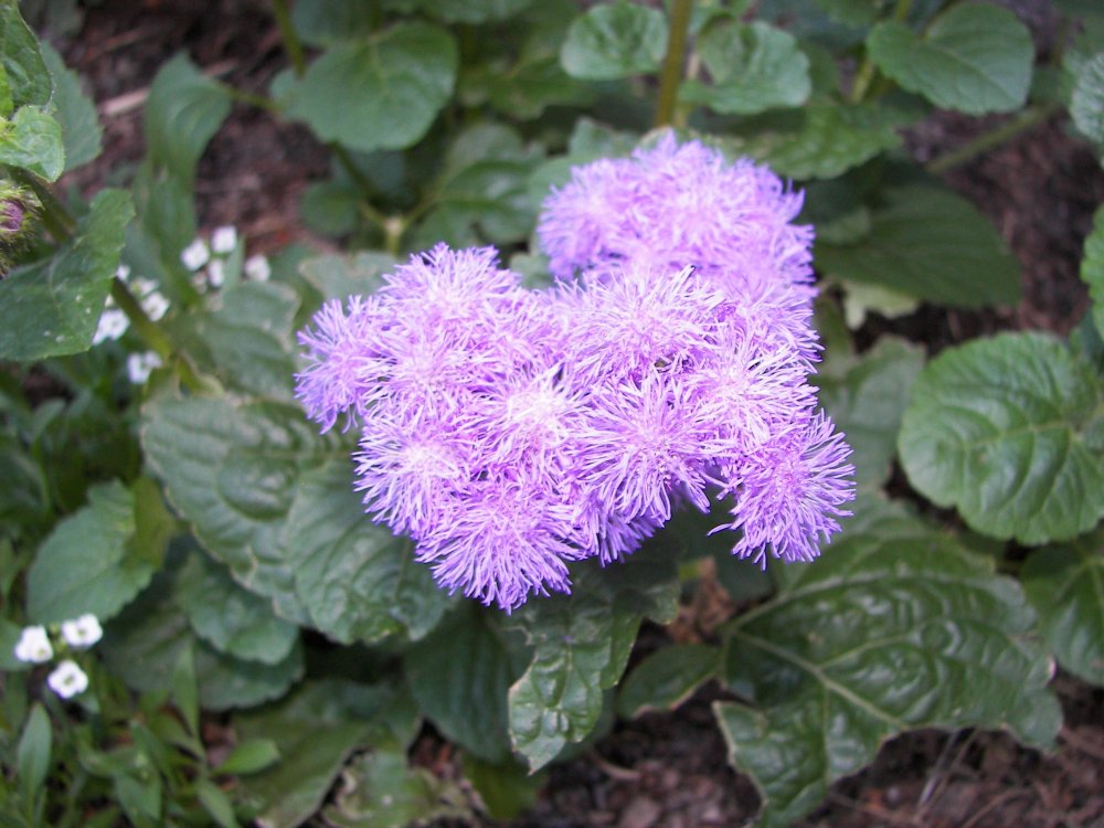 Loring Park Flower Bed