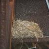 Bird Nest on Arikidea