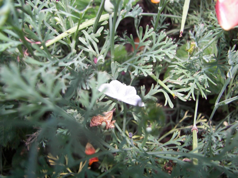 Moth in Flowers