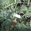 Moth in Flowers