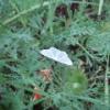 Moth in Flowers