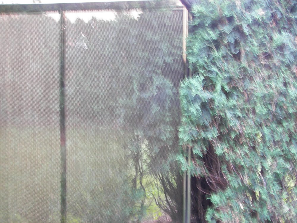 Two-Way Mirror Punched Steen Hedge Labyrinth