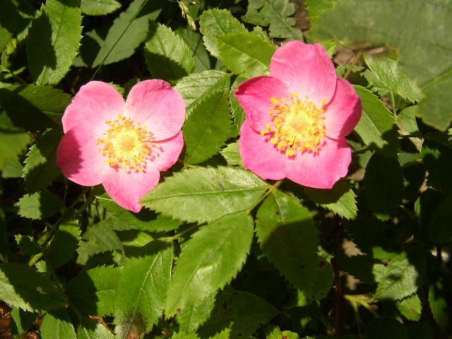 p7281102