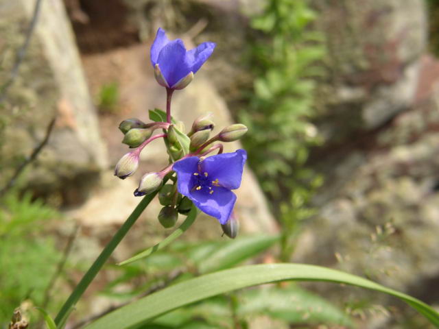 p7281122