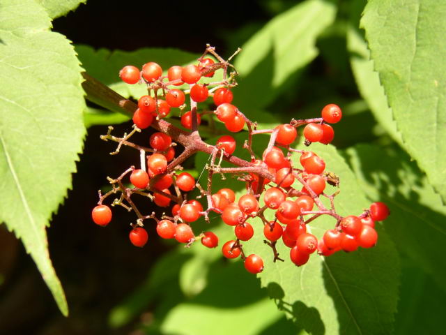 p7281128