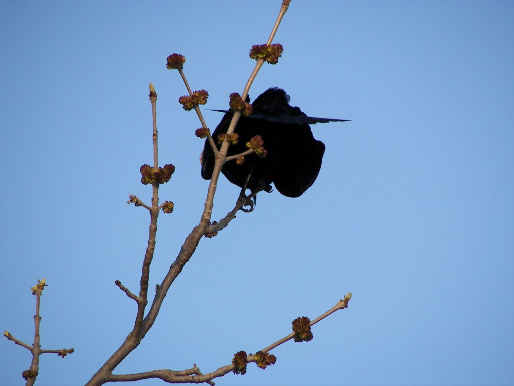 Red wing Blackbird