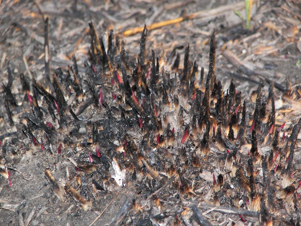 Life springing back from the burnt remains.