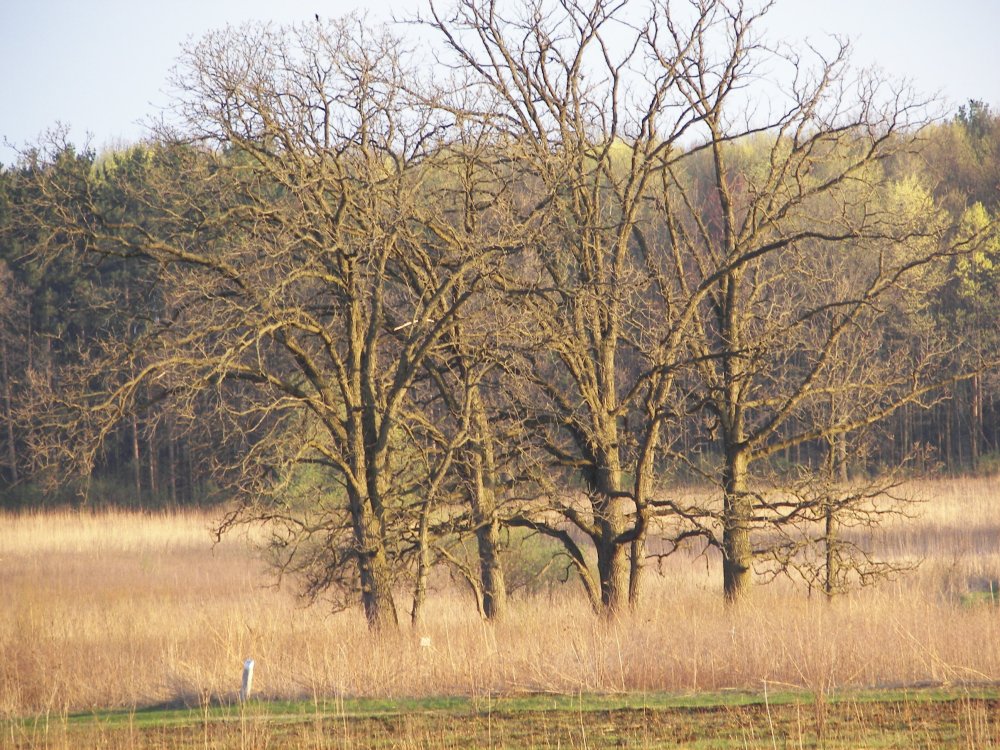 Cluster of Trees