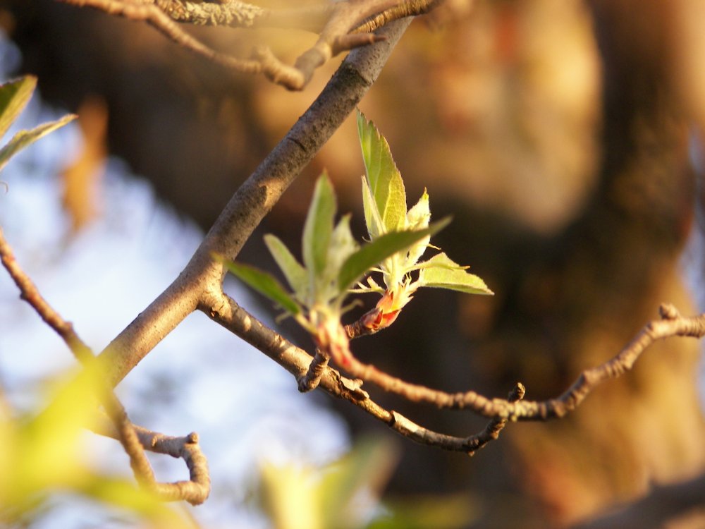 Leaves budding