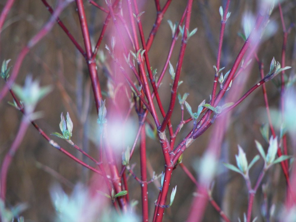 Budding branches