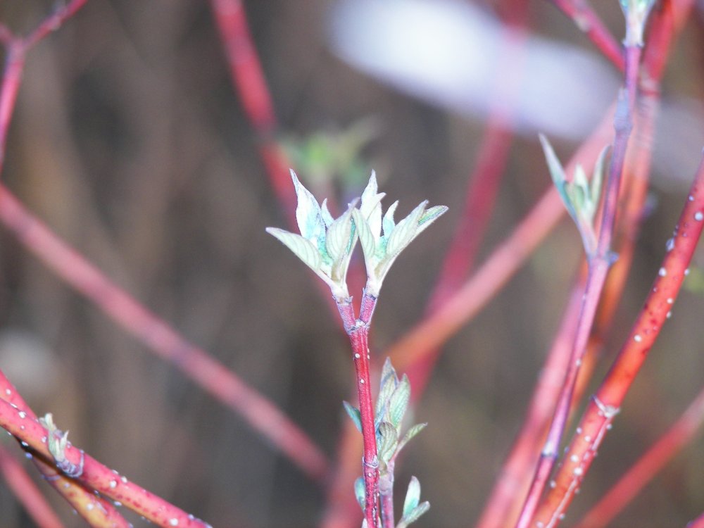 Budding Branches