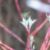 2006-04-19 - UW Arboretum