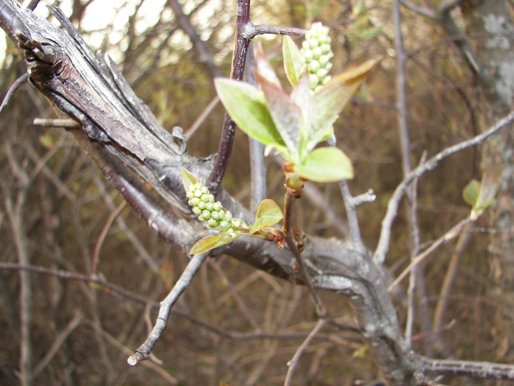 Tree Budding
