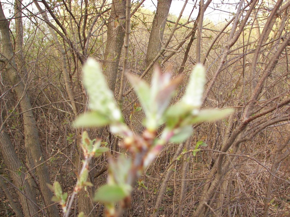 Tree Budding - Bad focus