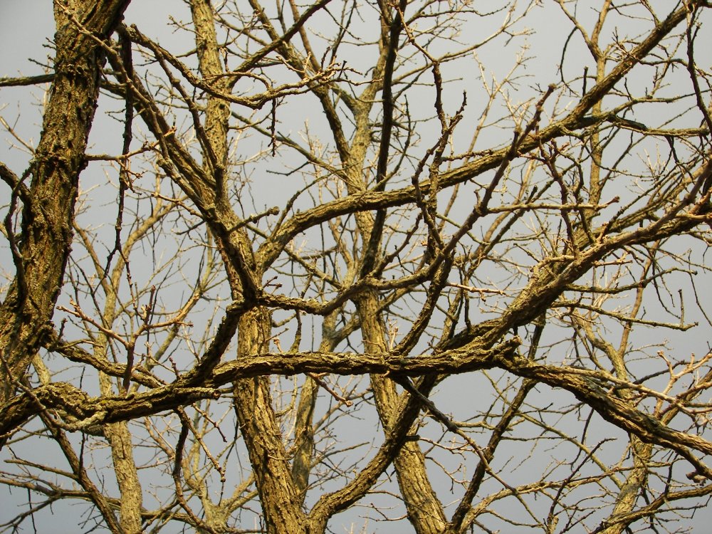 Spiderweb of tree branches