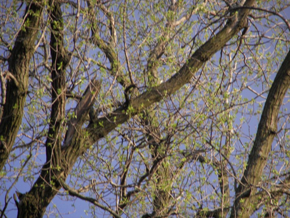 Tree Branches