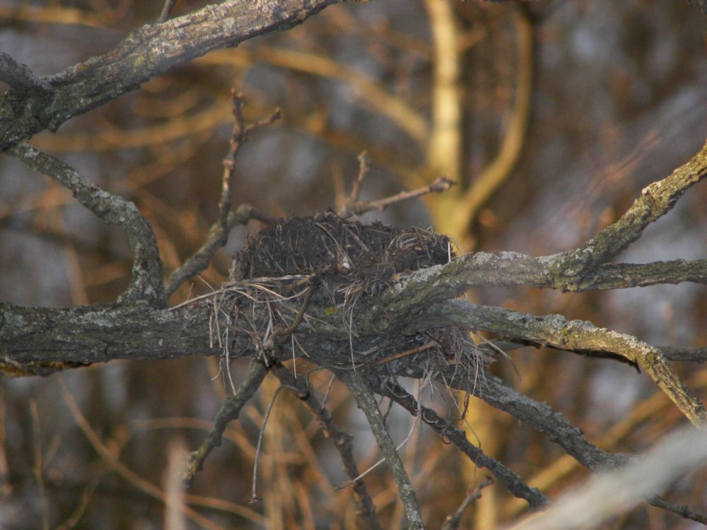 Birds Nest
