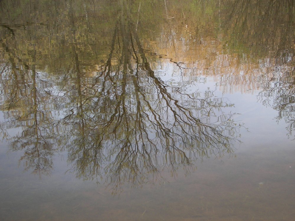 Tree reflected off of pond