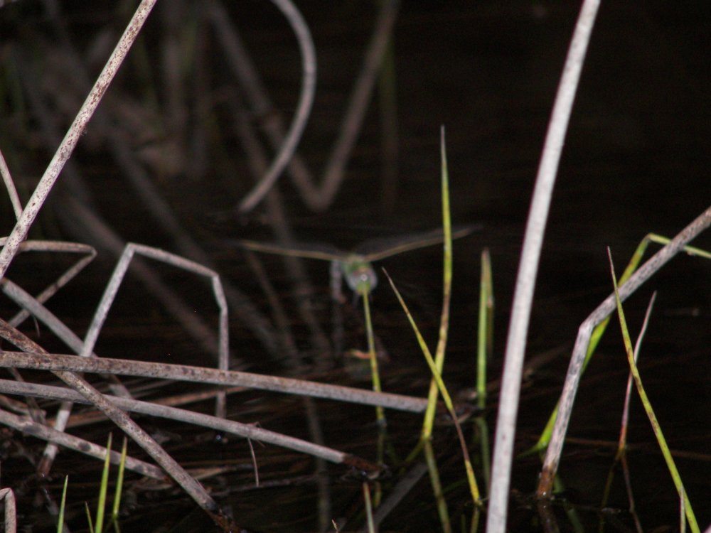 Dragonfly - bad focus