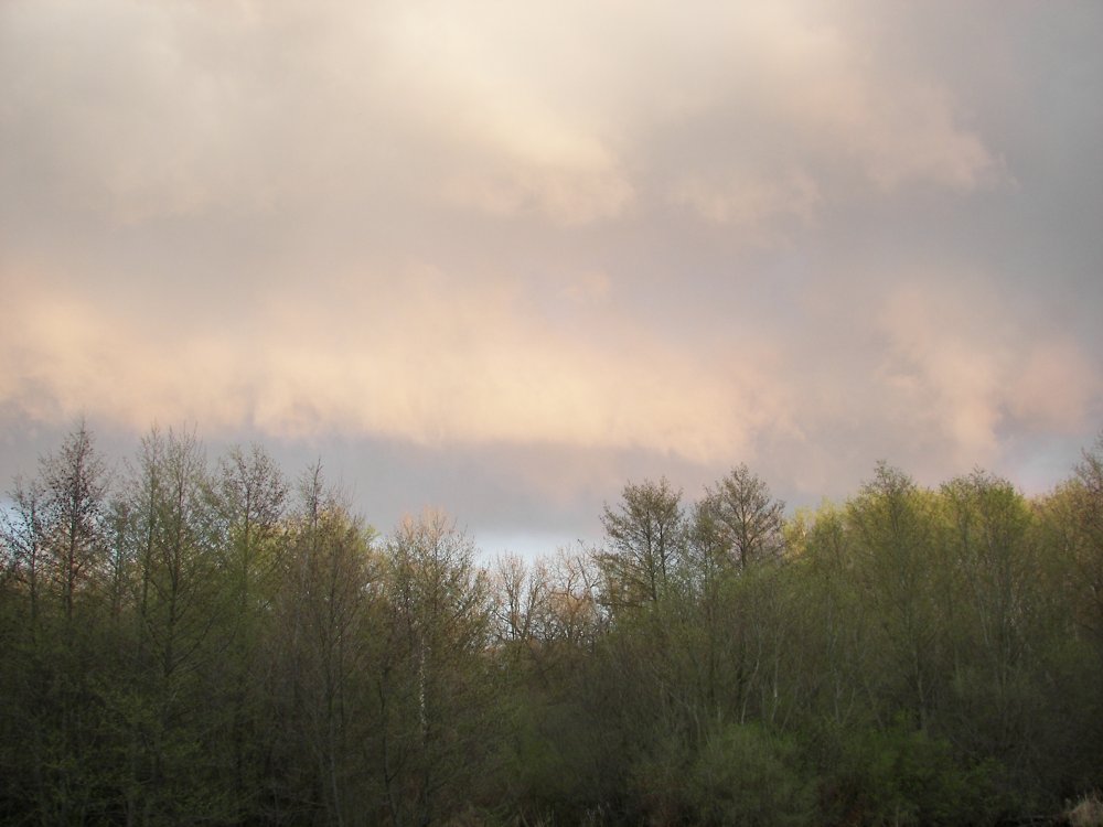 Arboretum sunset