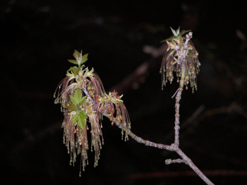 Buds.  With Flash