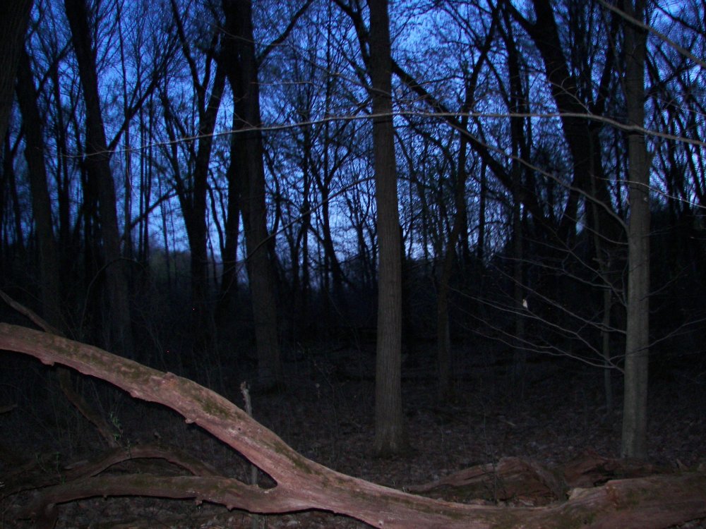 Forest at night.