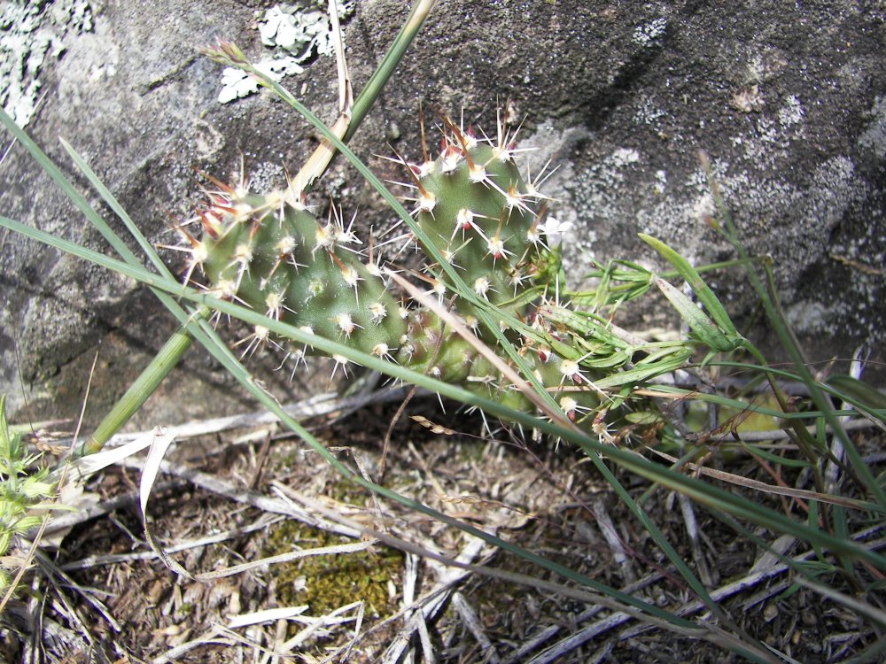 Cacti I sat on.