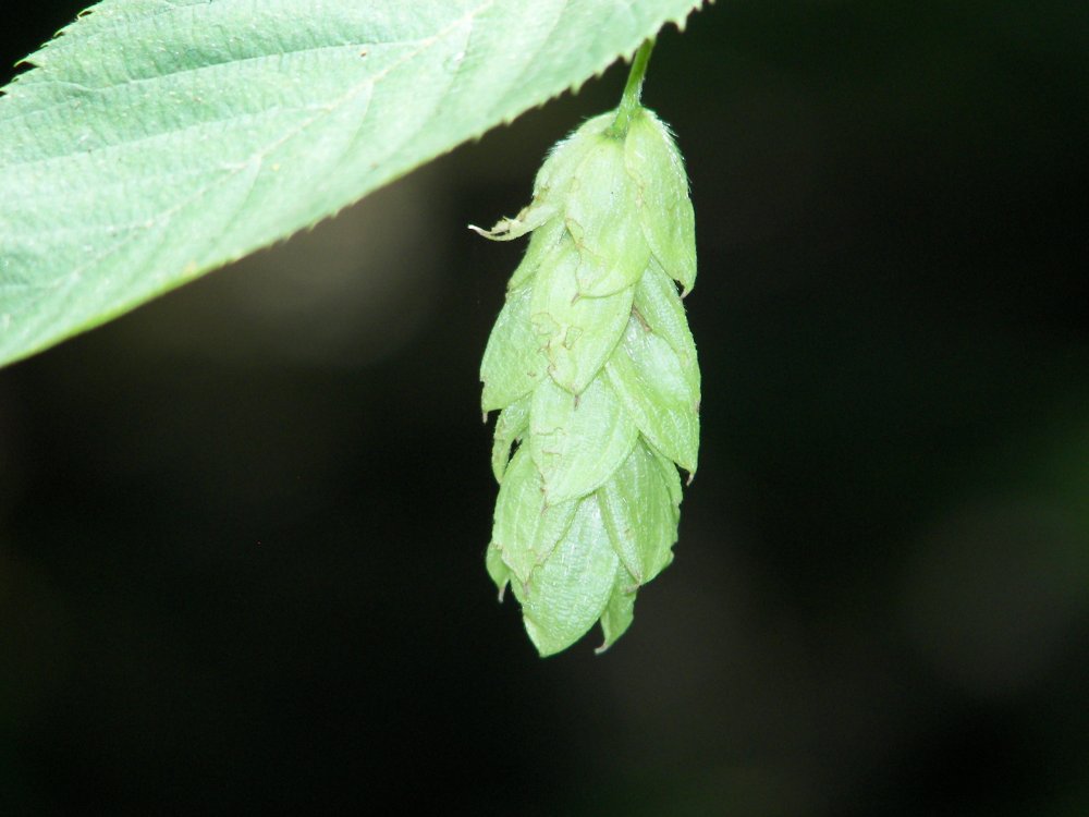 Seed Pod?