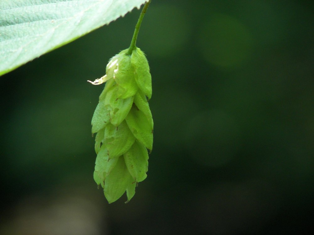 Seed Pod?