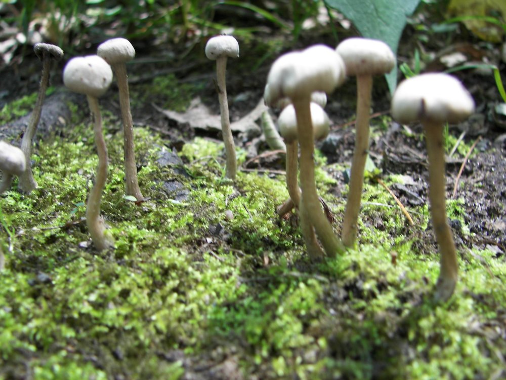 Mushrooms