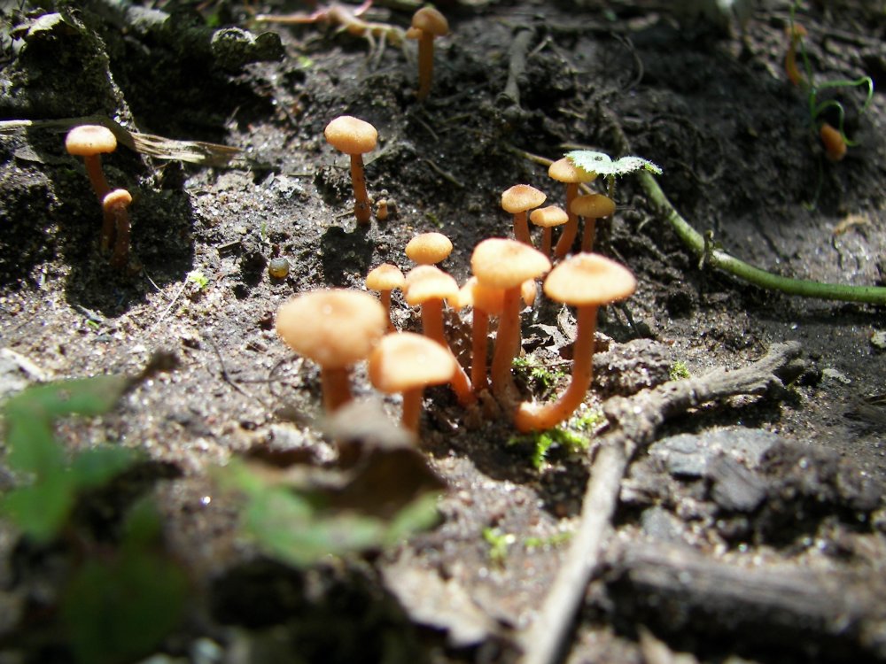 Mushrooms