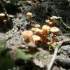 Mushrooms