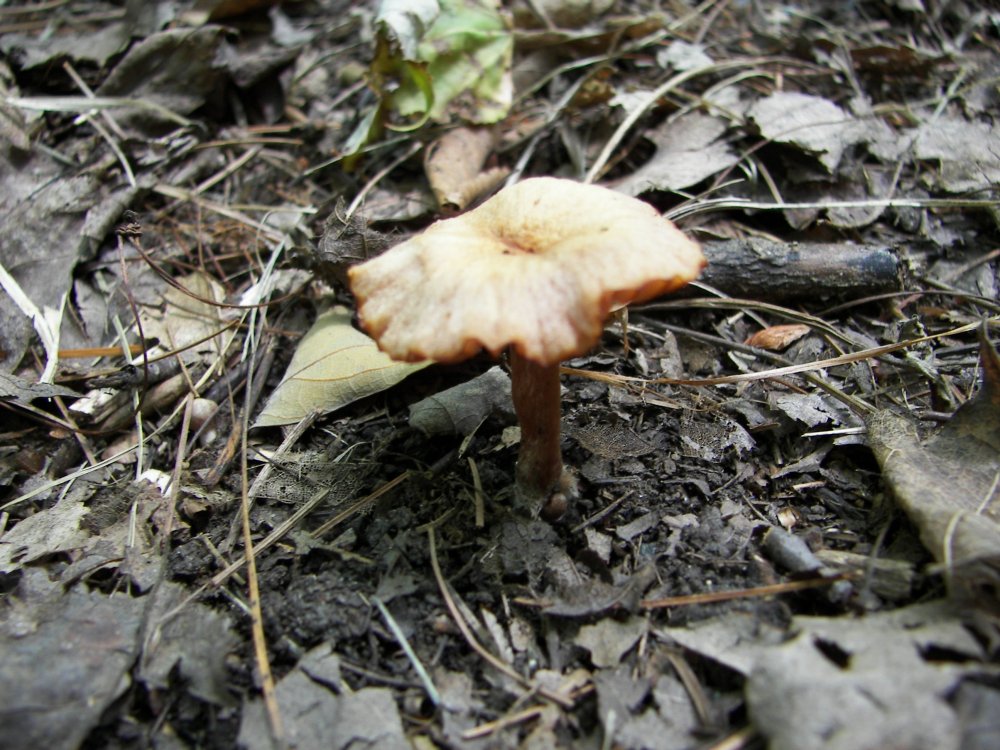 Mushroom
