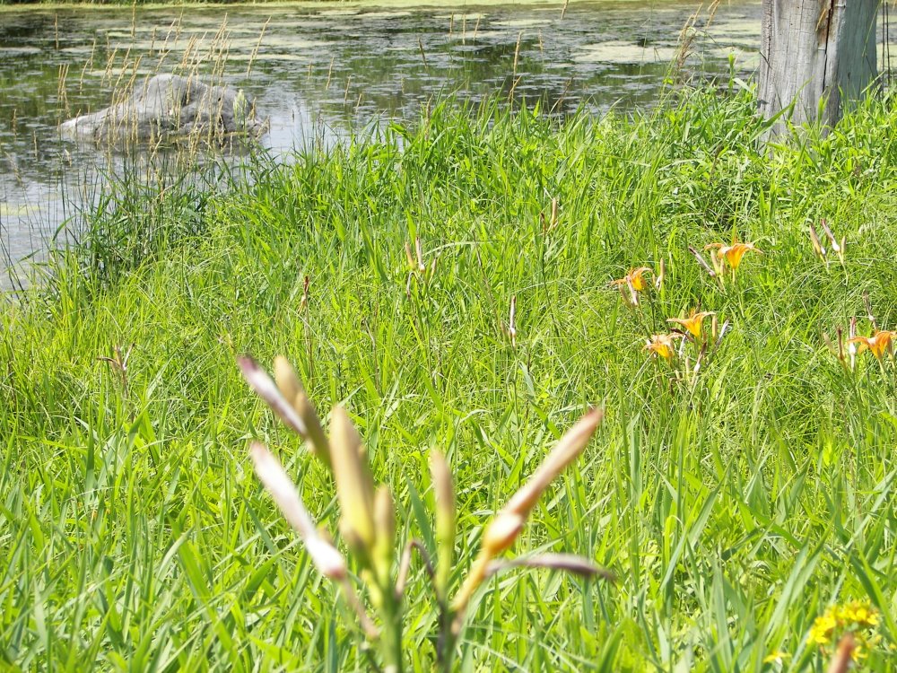 Lillies and Pond