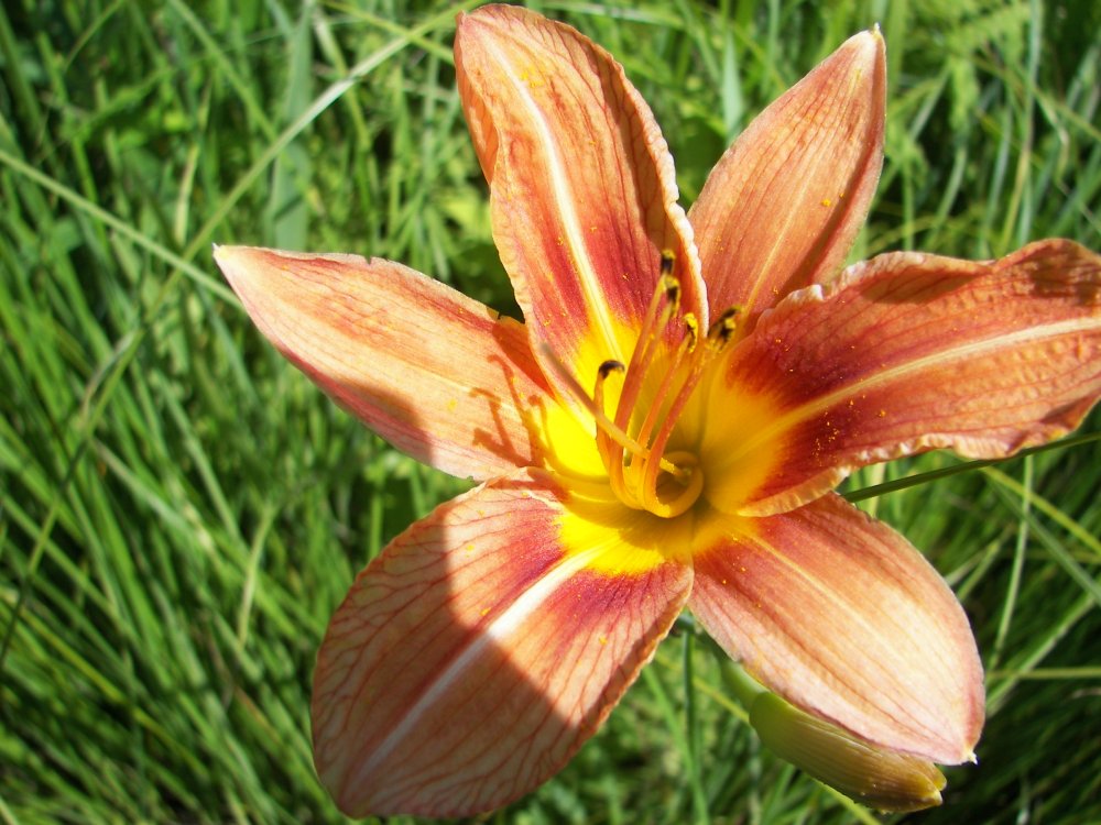 Lilly