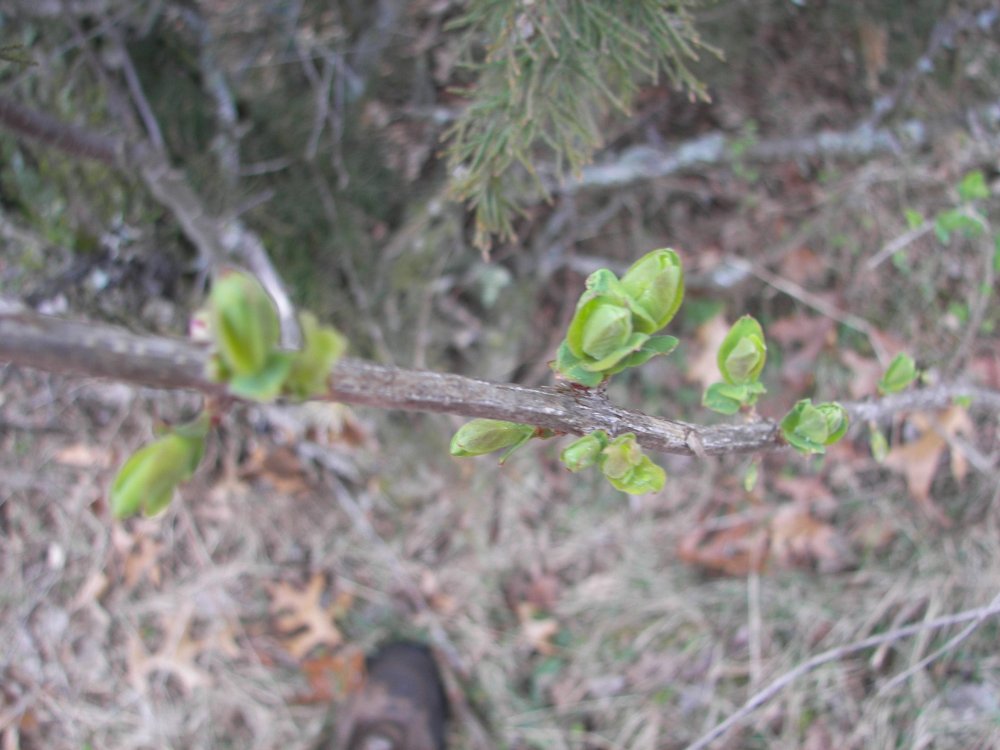 Buds