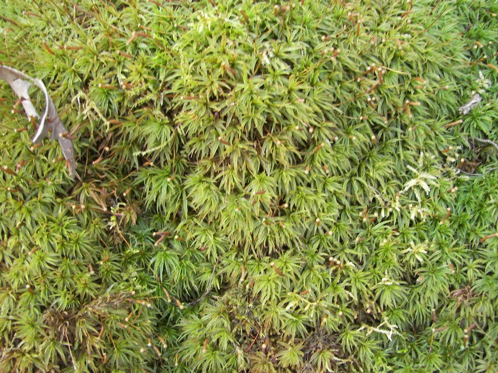 Moss
