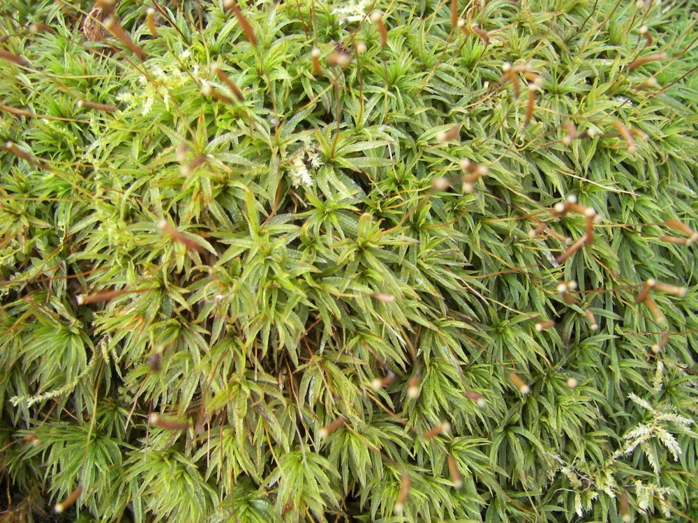 Moss