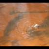 2009-04-18 - Camping - BRF