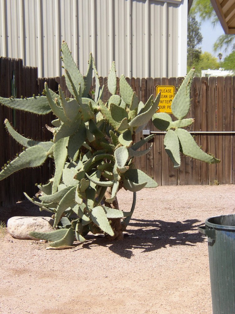 Cactus 001