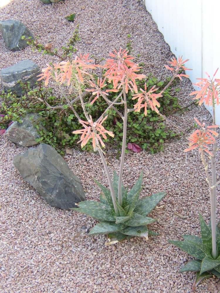 Cactus 002
