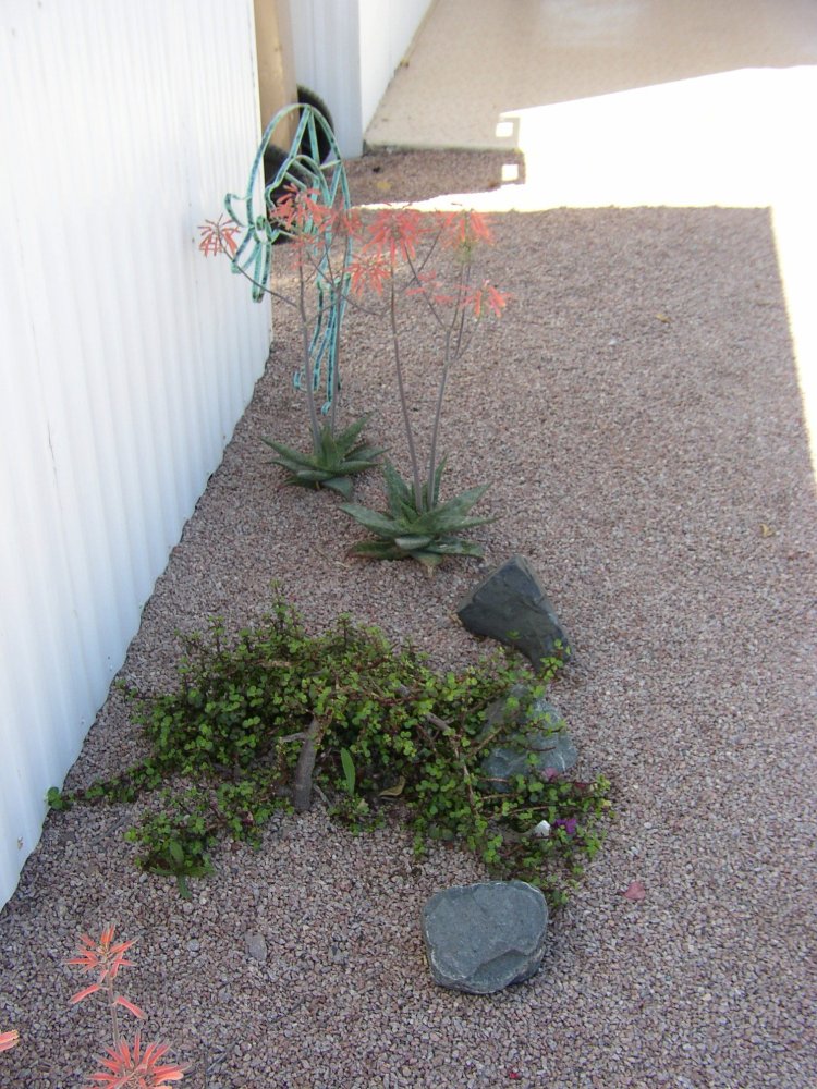 Cactus 003